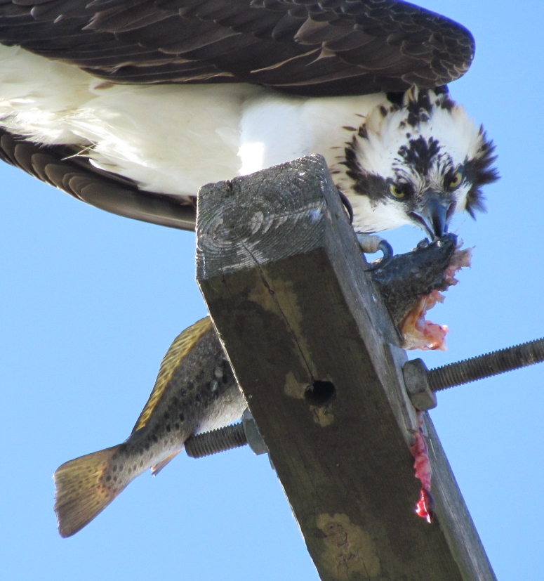 Osprey