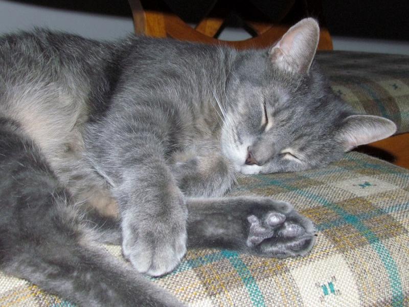Mr. Bo-Jingles