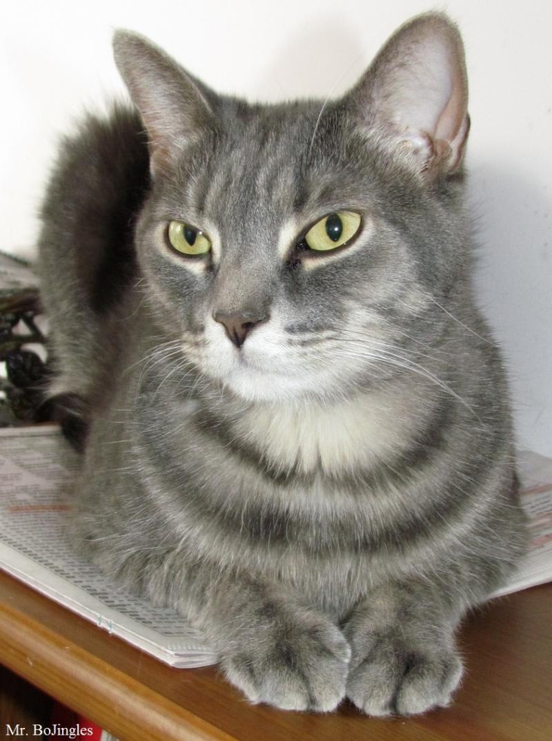 Jingles